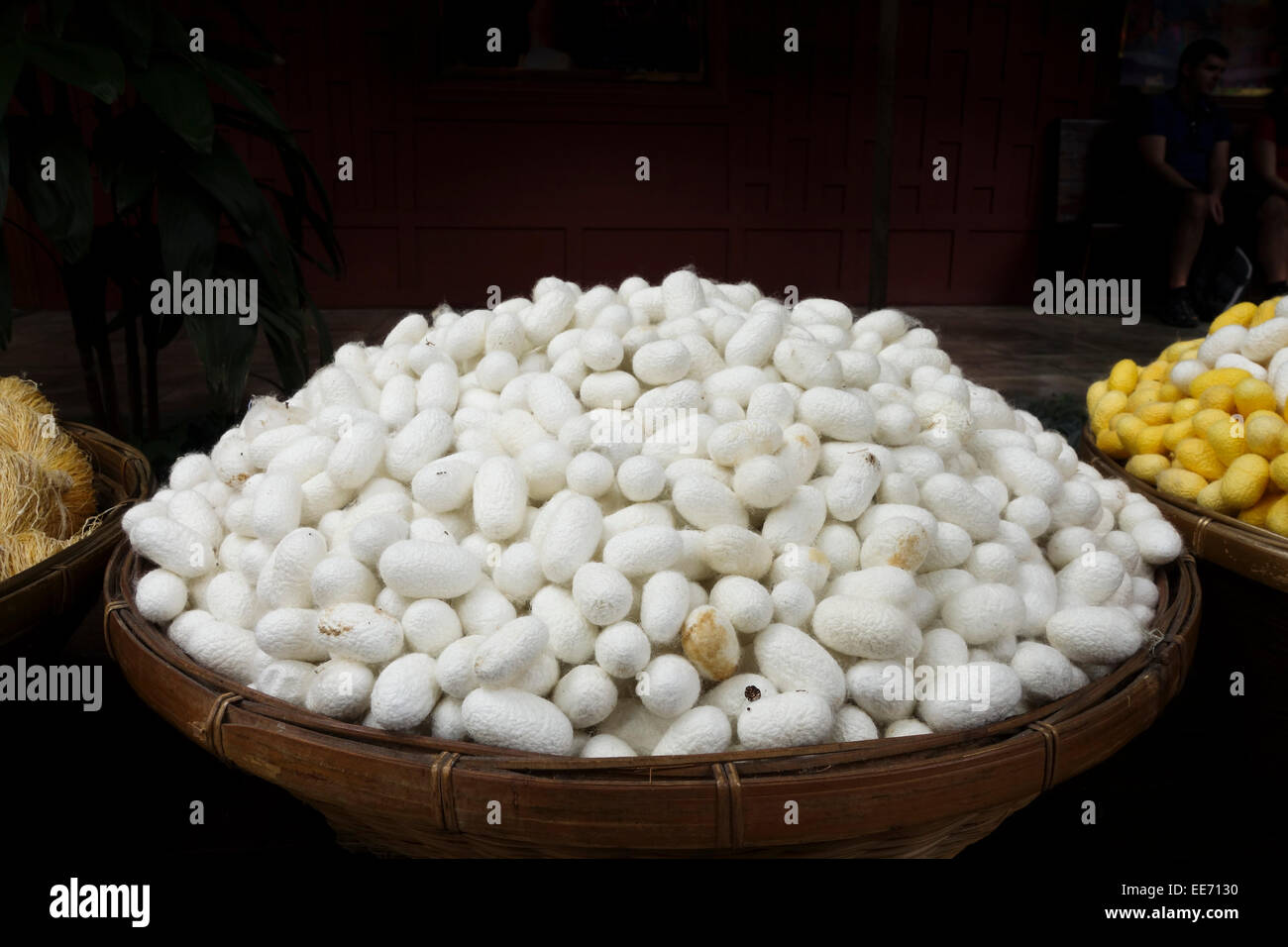 White silk cocoons at at Jim Thompson House, museum, Thai silk, Bangkok, Thailand, Southeast Asia. Stock Photo