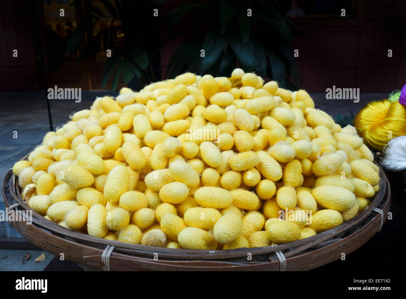 Yellow silk cocoons at at Jim Thompson House, museum, Thai silk, Bangkok, Thailand, Southeast Asia. Stock Photo