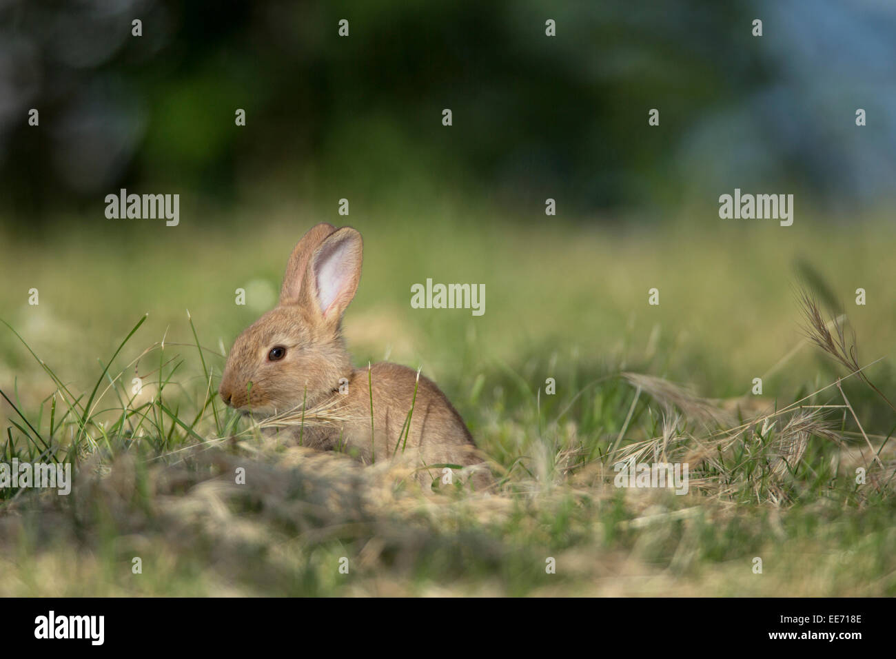 Baby rabbit, Porec, Istria, Croatia Stock Photo - Alamy