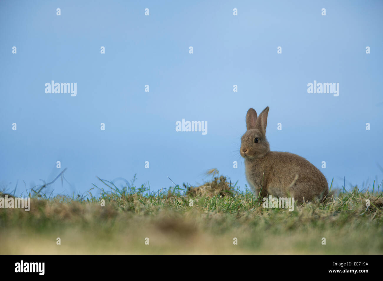 Rabbit watching hi-res stock photography and images - Alamy