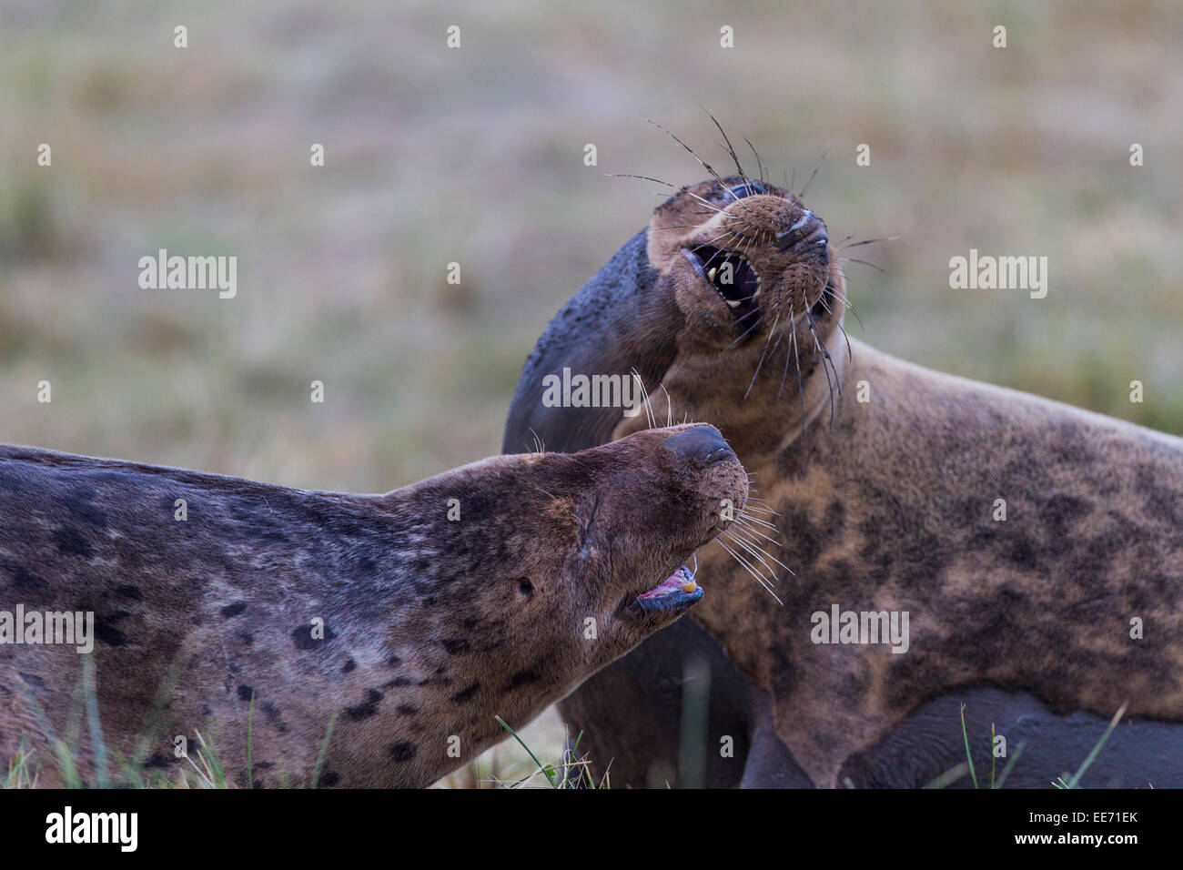 Grey seals at Donna Nook, Lincolnshire, in dispute with each other! Stock Photo