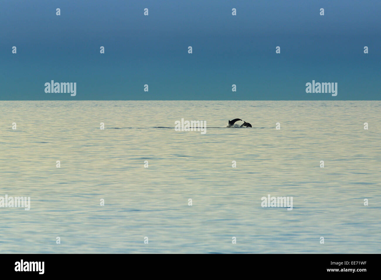 Dolphins leaping out of water, Adriatic Sea, Croatia Stock Photo