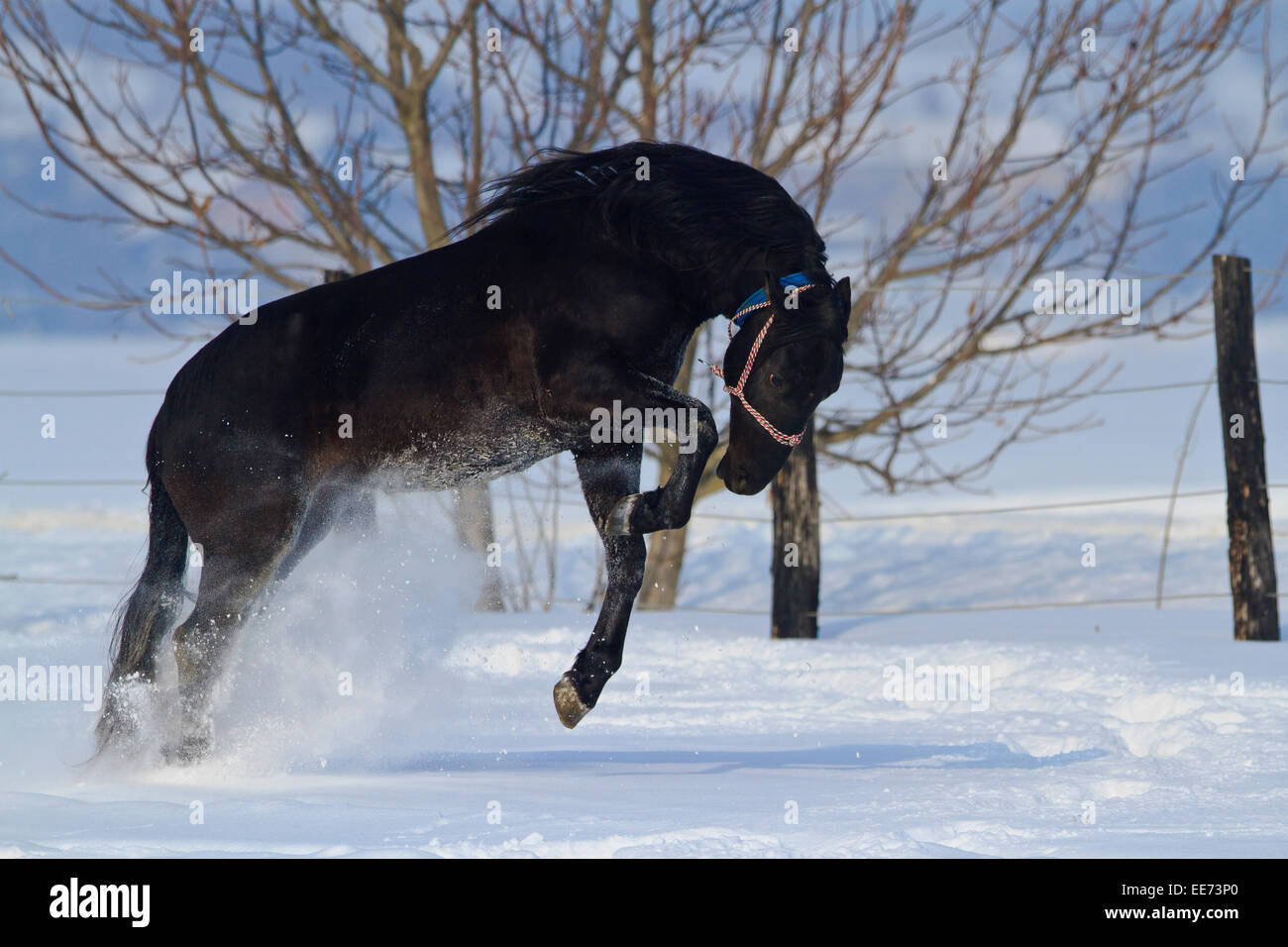 Horse jumping in snow, Baranja, Croatia Stock Photo