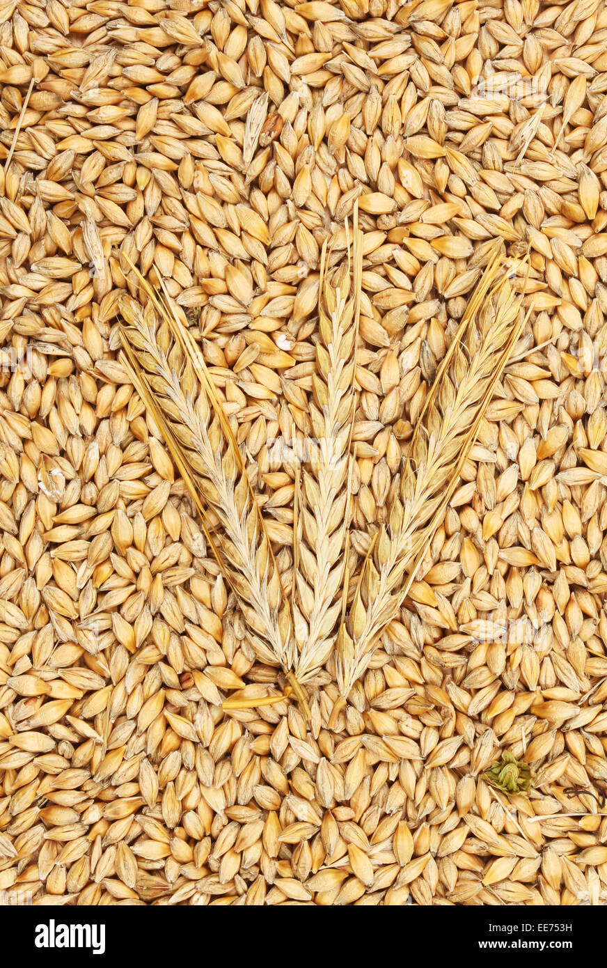 Wheat ears on a bed of wheat grain Stock Photo