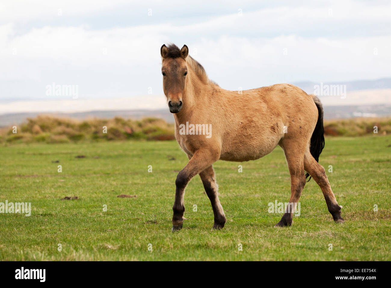 Icelandic horses on grassland, Iceland Stock Photo