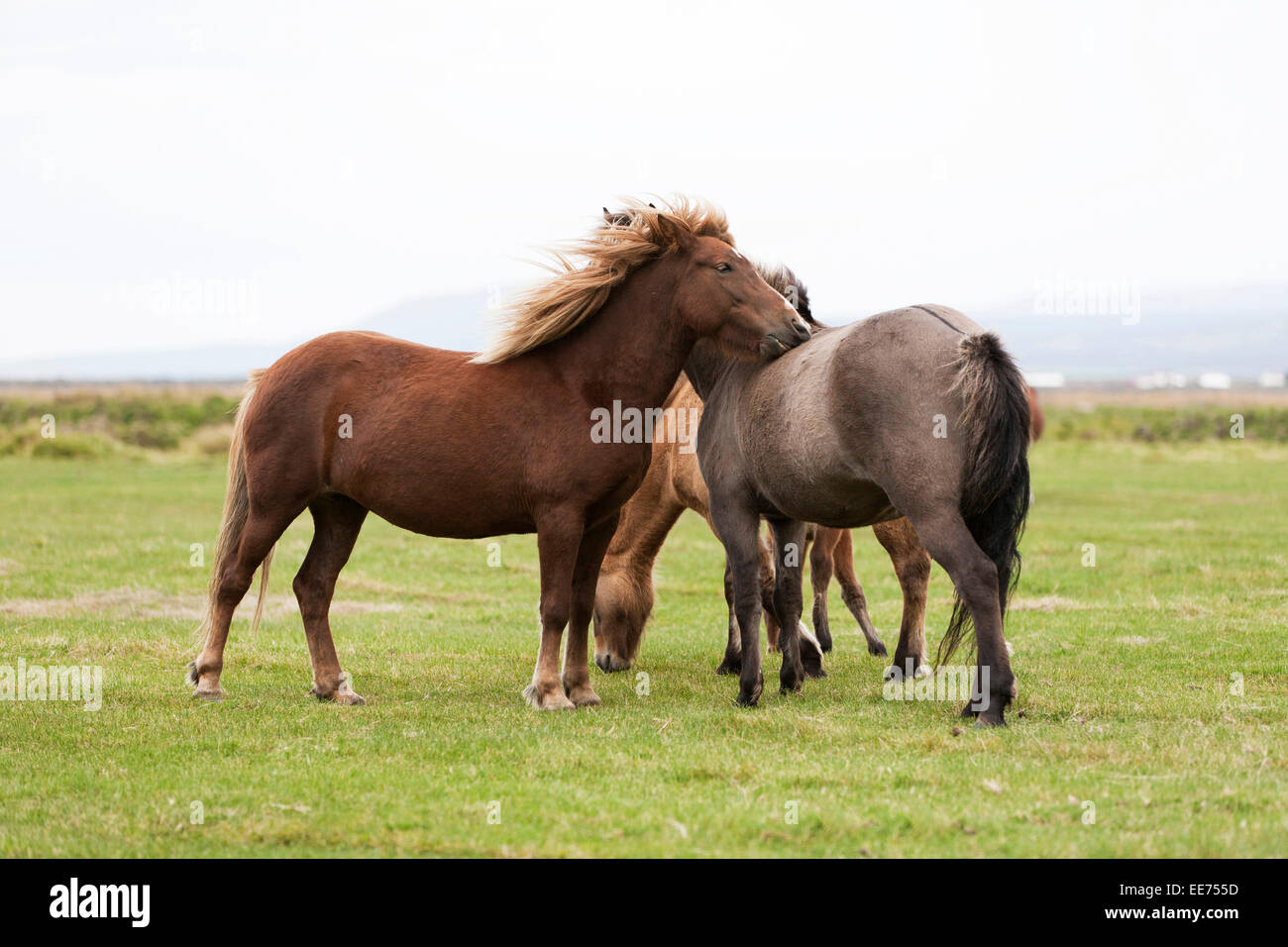 Icelandic horses on grassland, Iceland Stock Photo