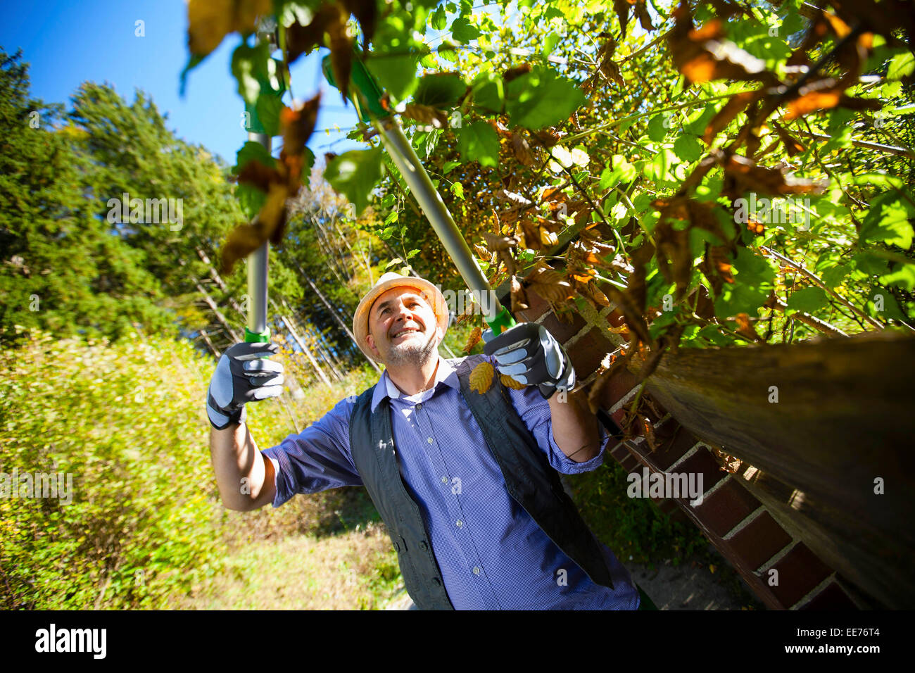 Senior man trimming hedge hi-res stock photography and images - Alamy