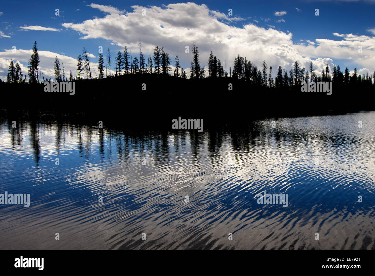 Landscape of pine trees silhouetted in river or lake Stock Photo