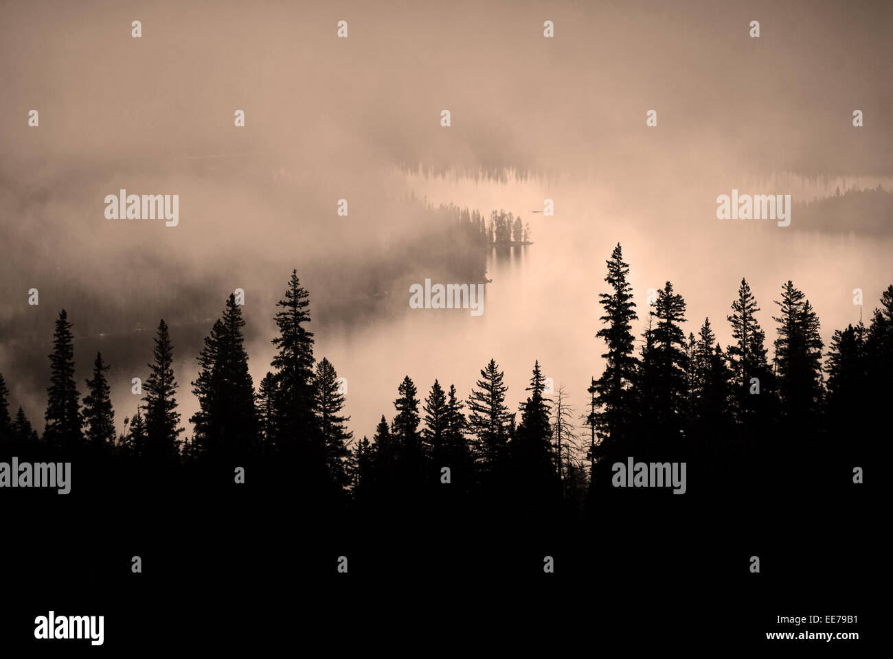 Fog and pine tree on rugged mountainside during storm Stock Photo