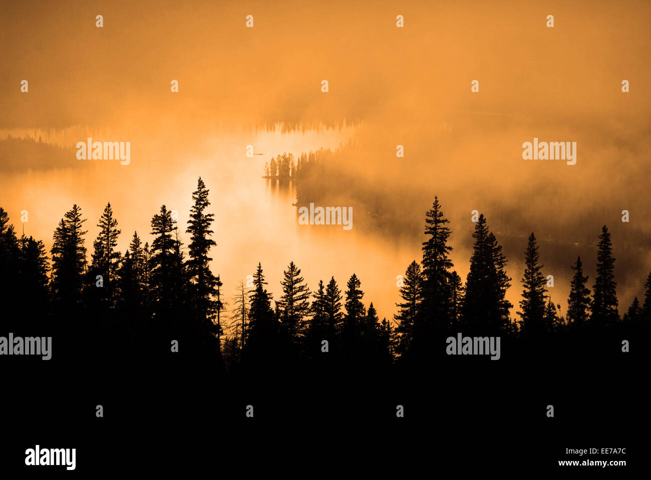 Fog, warm sunlight and pine tree during storm Stock Photo