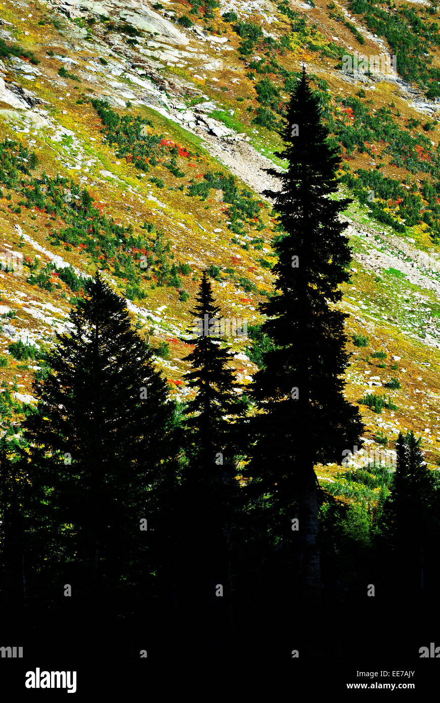 Detail of pine trees silhouetted against autumn mountainside Stock Photo