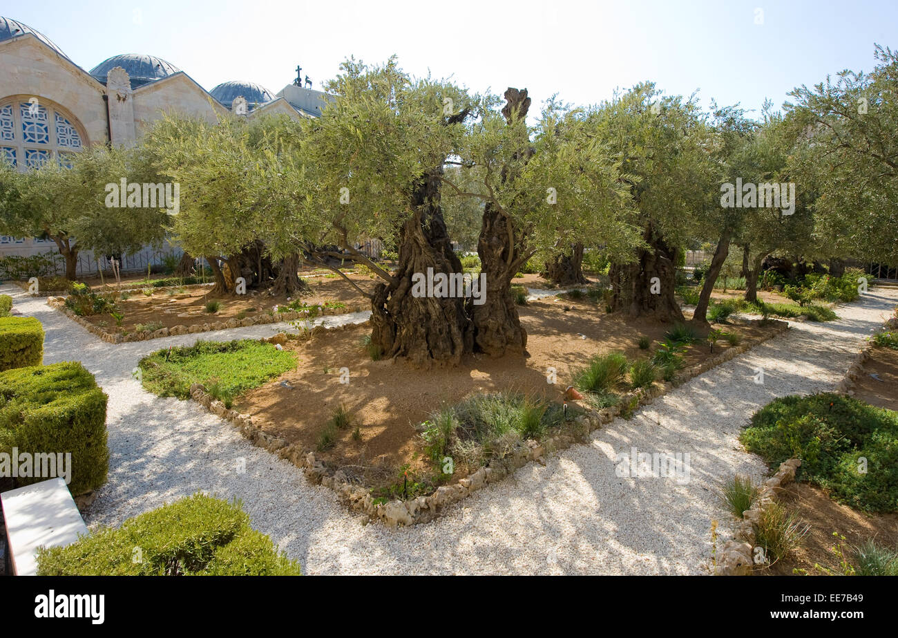 Old olive trees in the garden of Gethsemane on the mount of olives in Jerusalem. The garden of Gethsemane is next to the church Stock Photo