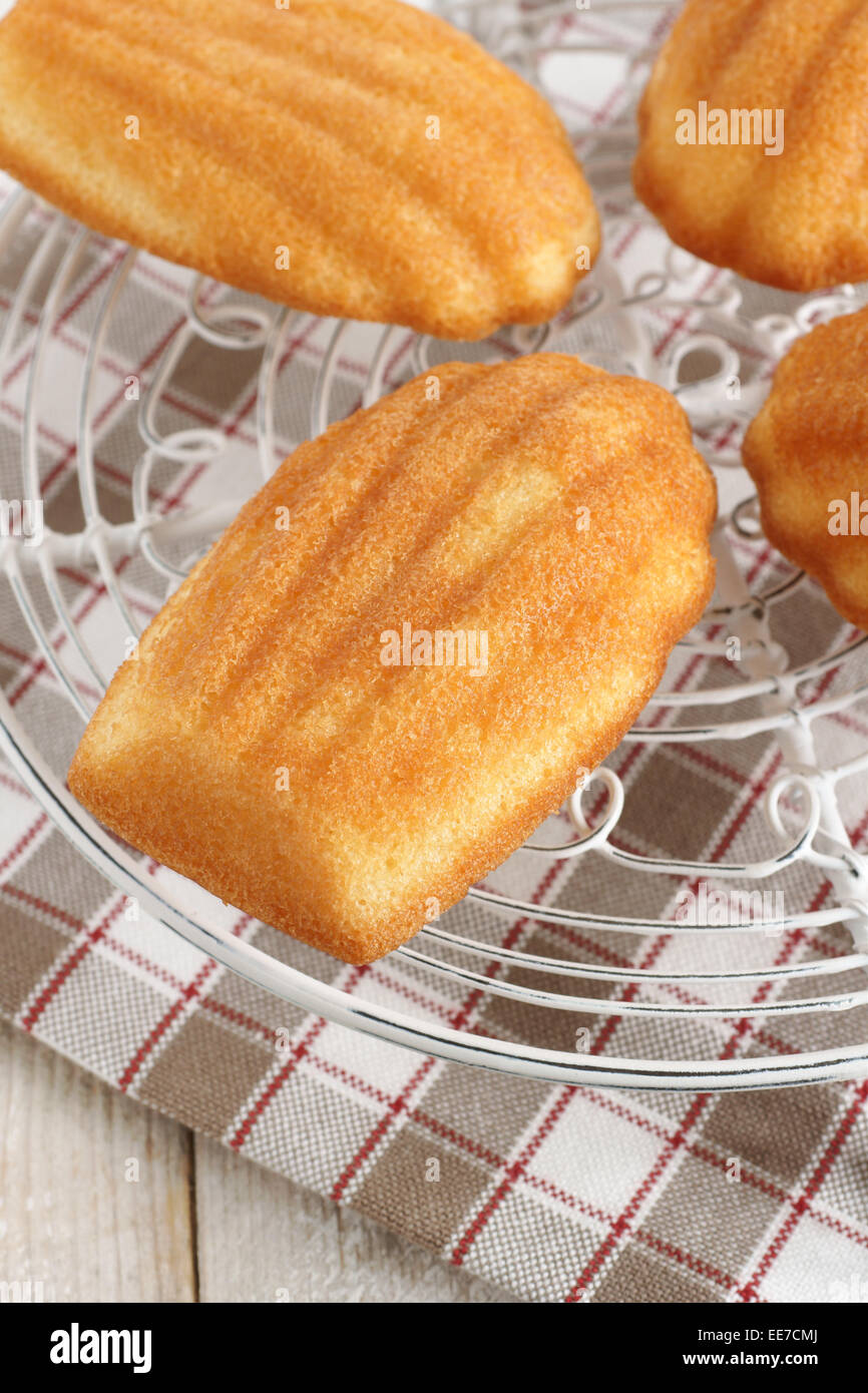 Madeleines or petite madeleine a traditional cake from the Lorraine