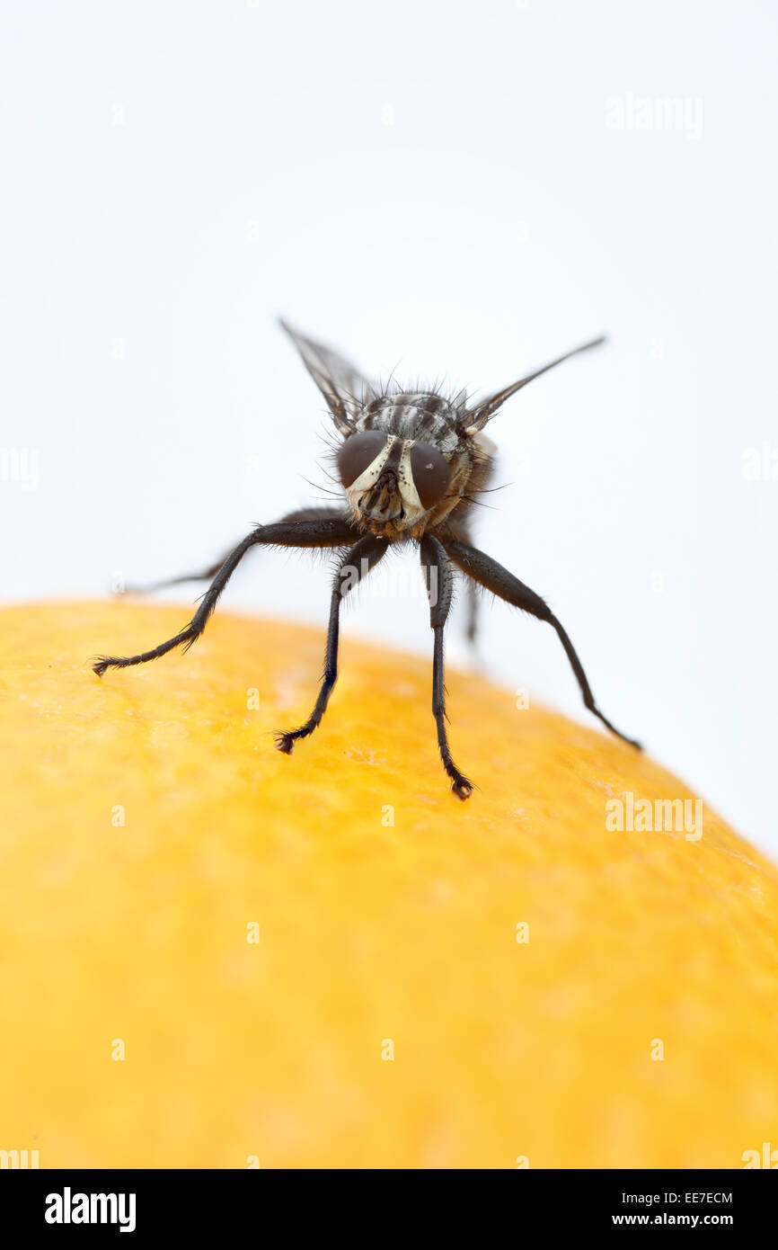 Fly Eustalomyia festiva On Orange UK Stock Photo