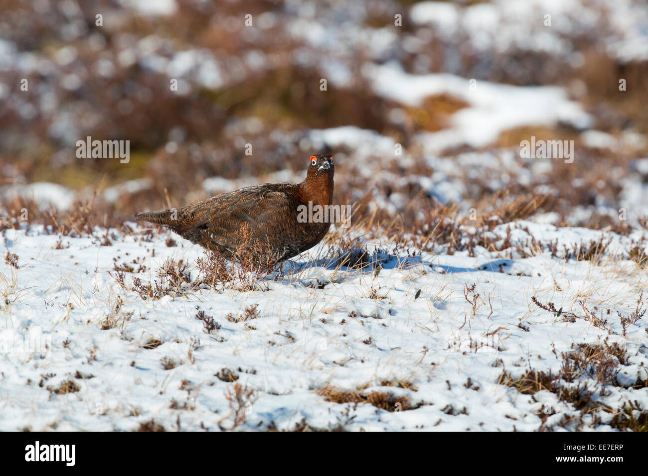 Red Grouse; Lagopus lagopus; Male; Scotland; UK Stock Photo