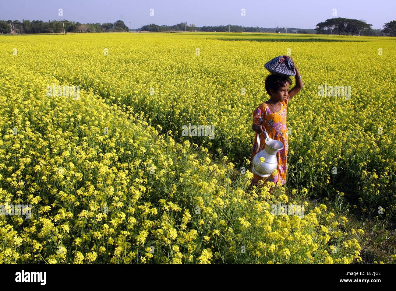 Bangladesh 2015. A mustard field at savar in Dhaka Stock Photo Alamy