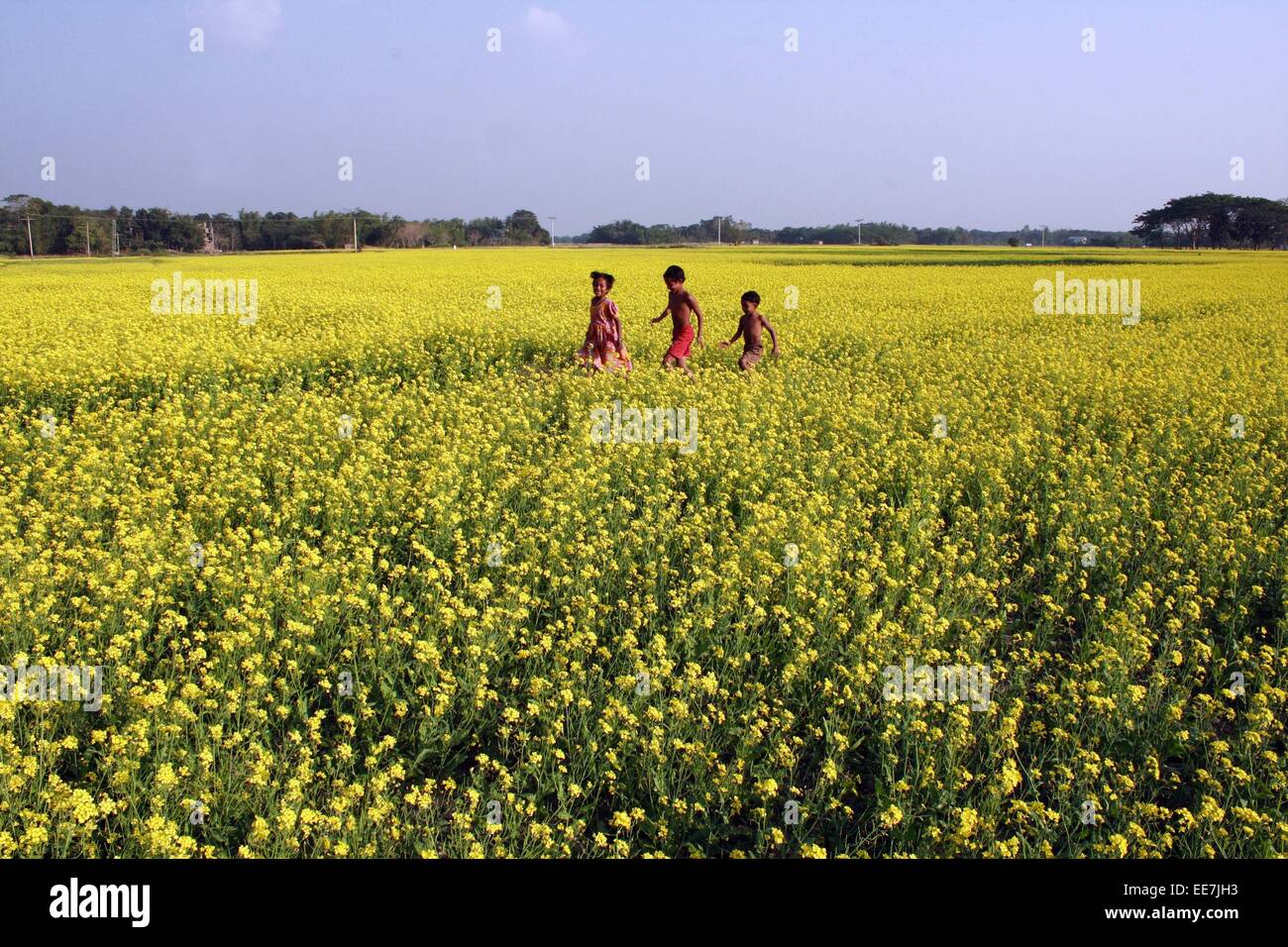 Bangladesh 2015. A mustard field at savar in Dhaka Stock Photo Alamy