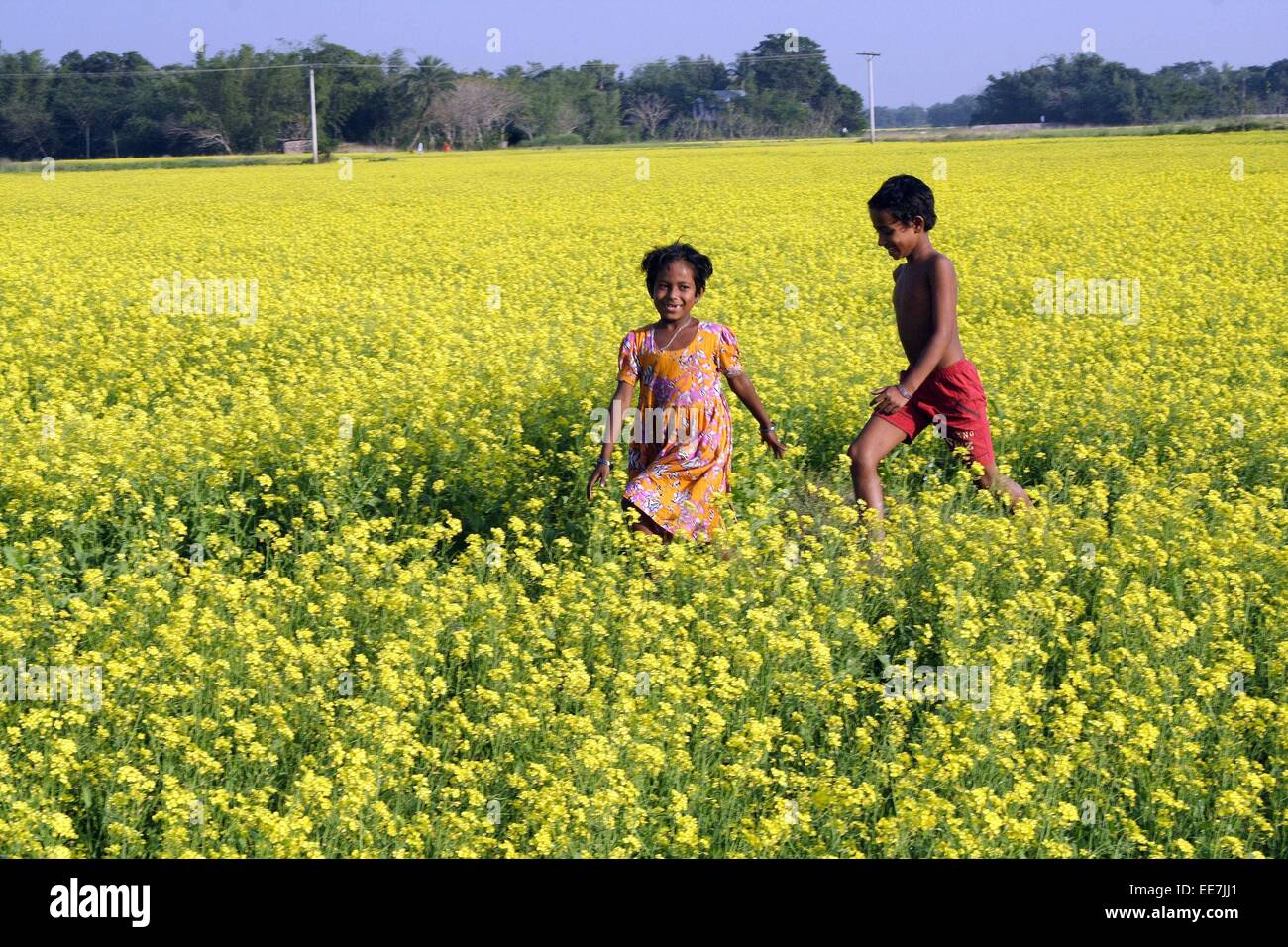 Bangladesh 2015. A mustard field at savar in Dhaka Stock Photo Alamy