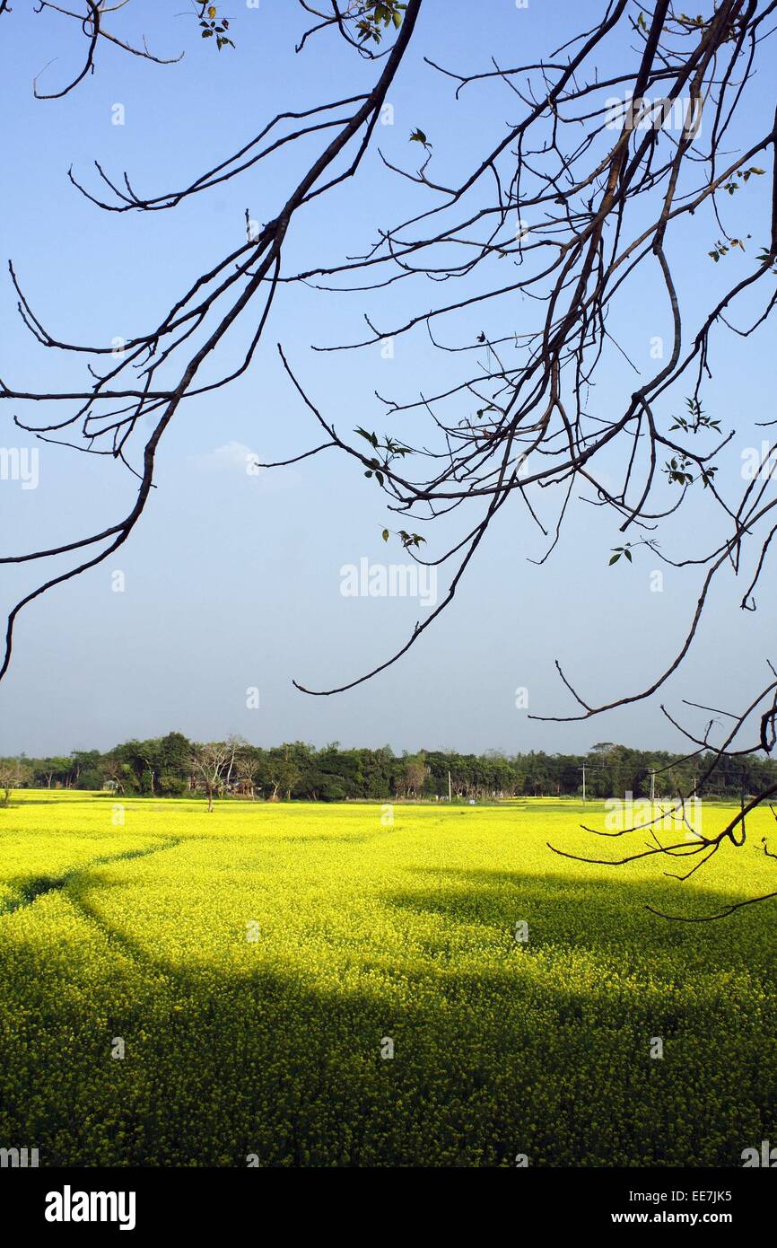 Bangladesh 2015. A mustard field at savar in Dhaka Stock Photo Alamy