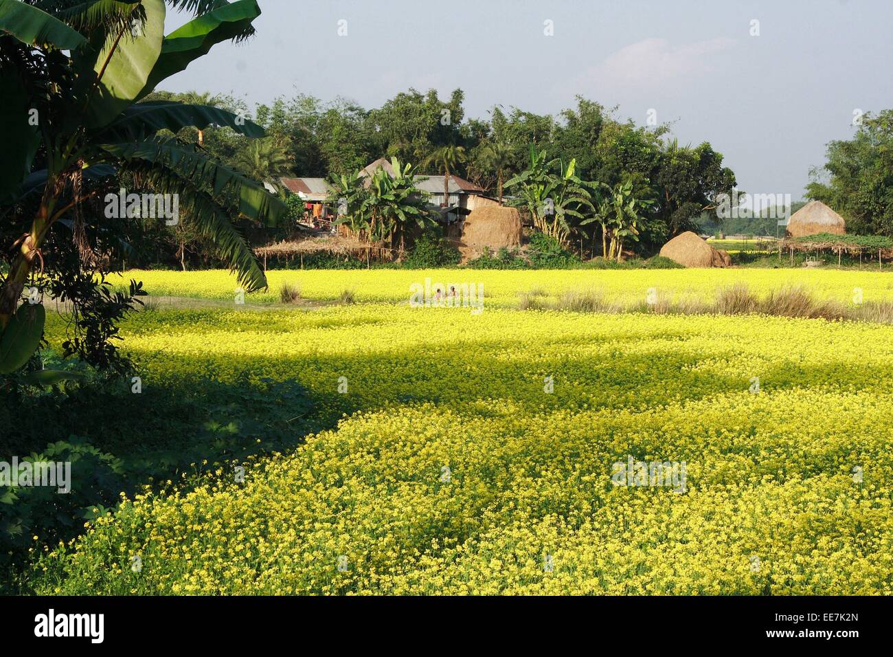 Bangladesh 2015. A mustard field at savar in Dhaka Stock Photo Alamy