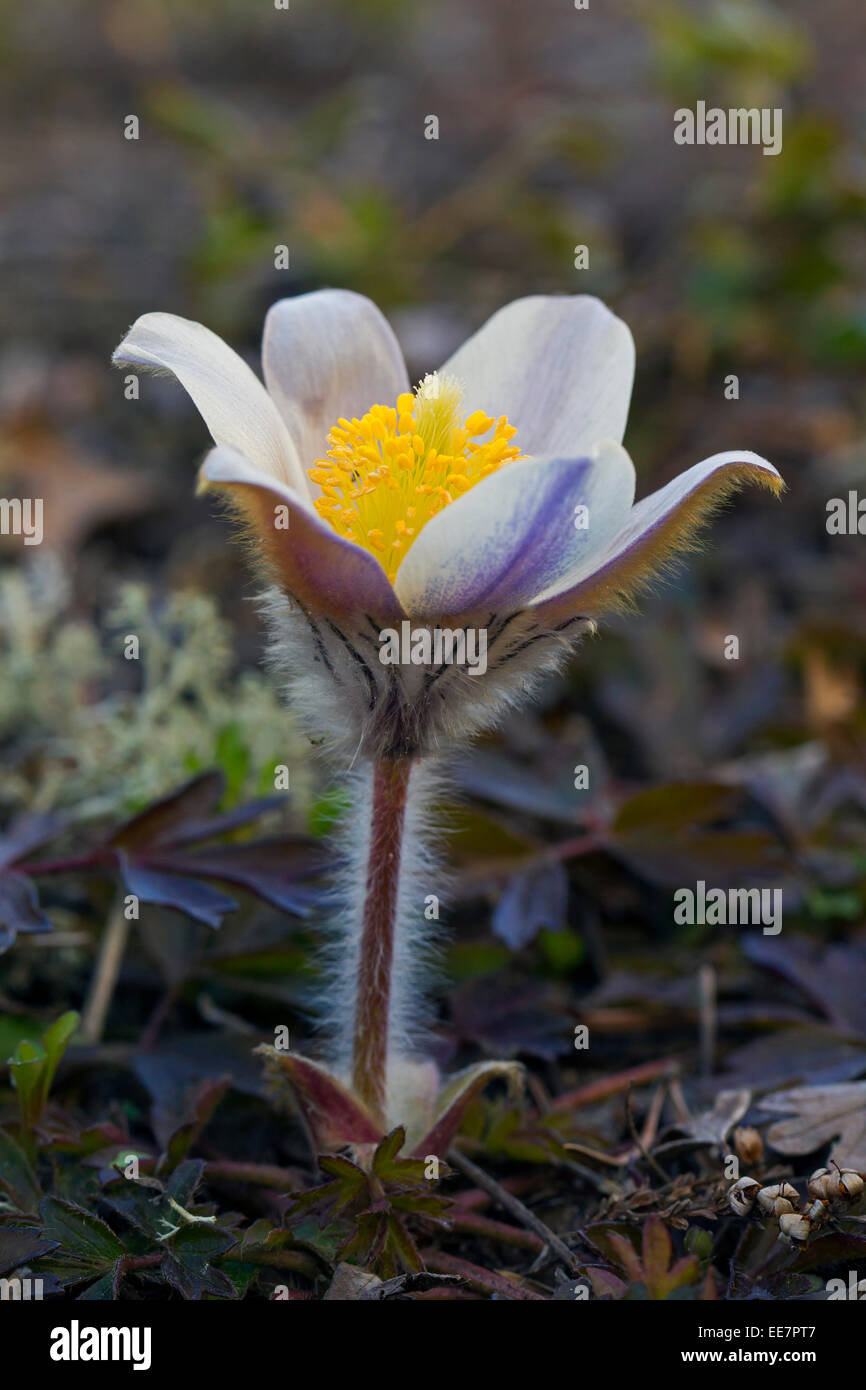 Spring pasqueflower / arctic violet / lady of the snows / spring anemone (Pulsatilla vernalis) in flower in spring Stock Photo
