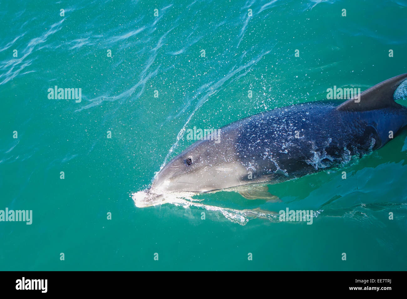 Dolphin blow hole, close up,Torbay Devon, England, United Kingdom Stock Photo