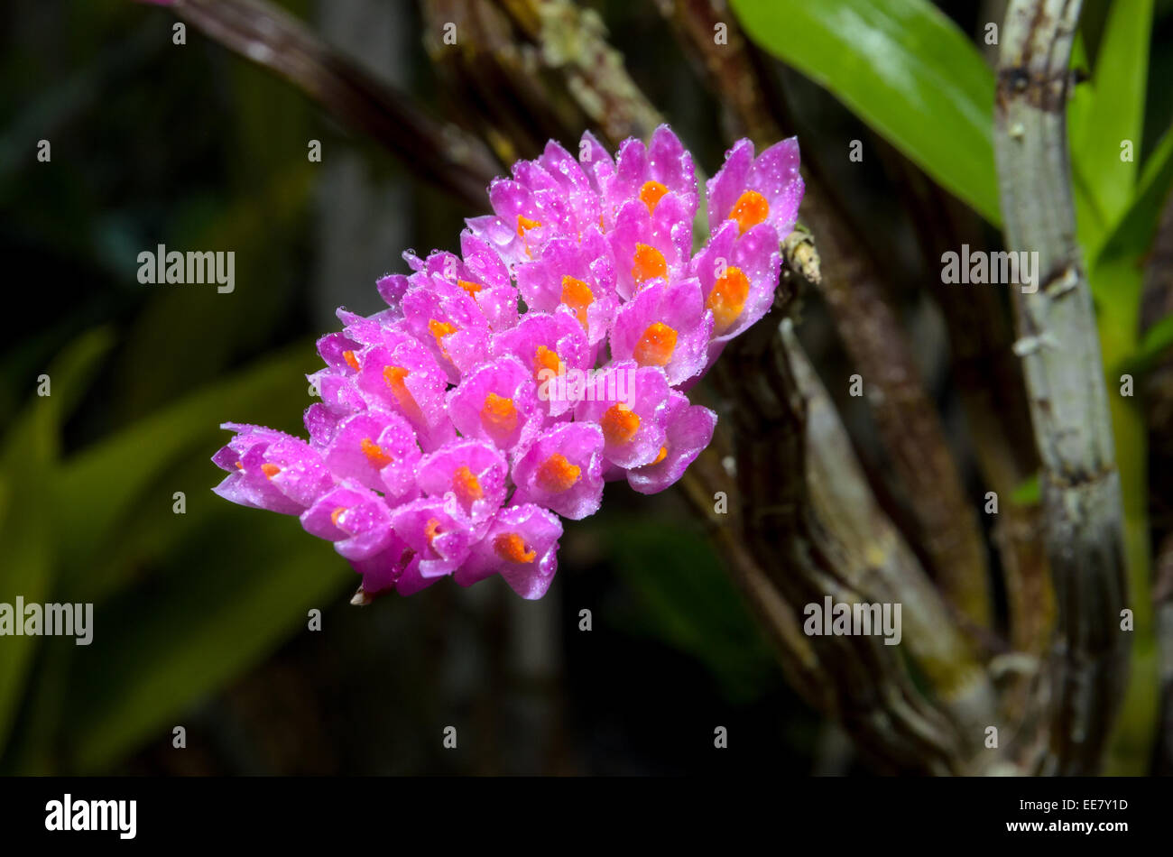 Pink bouquet of Toothbrush Orchid flower or Dendrobium secundum on tree Stock Photo