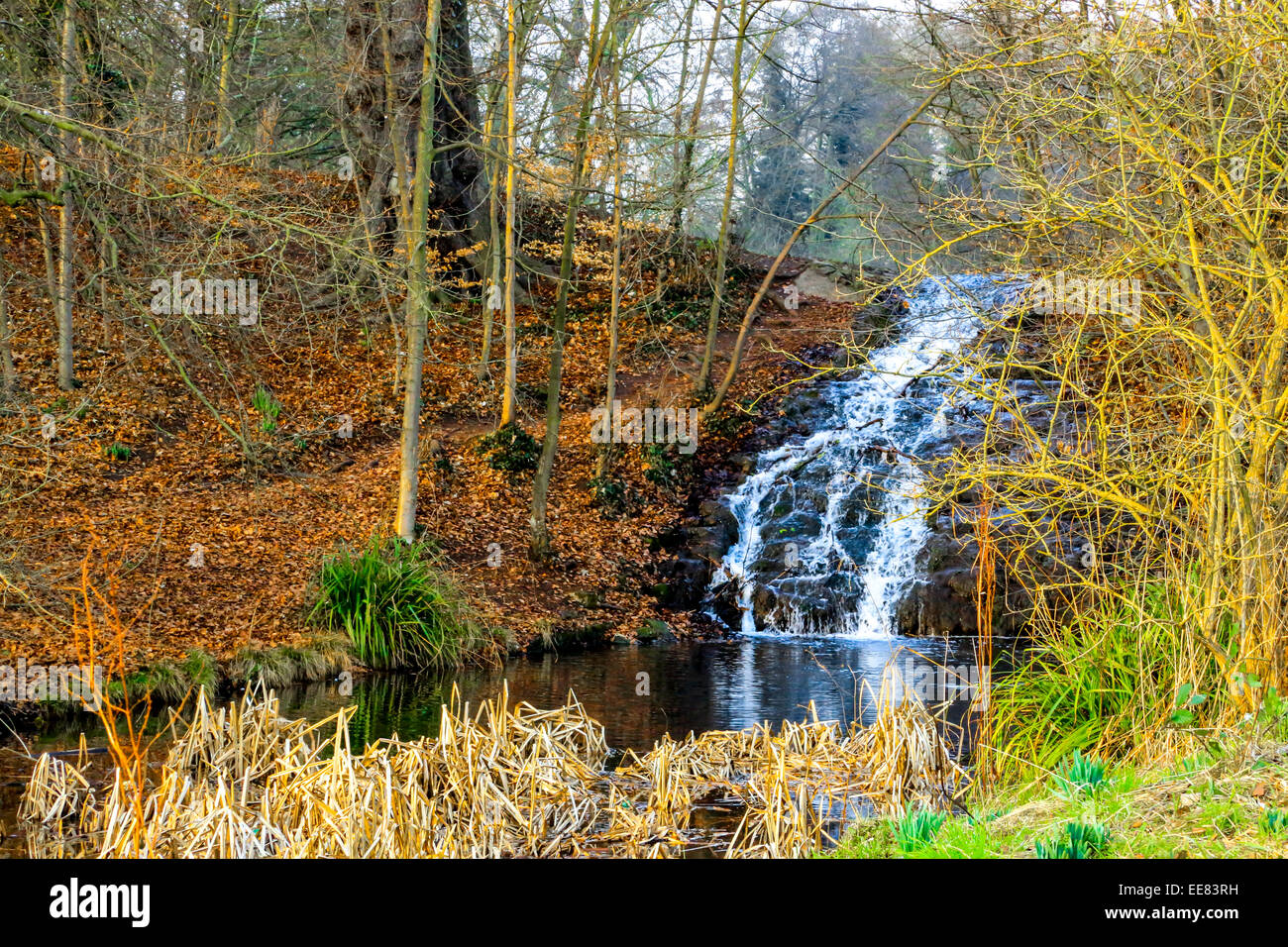 A stream flowing though Himley Hall Park in Dudley, West Midlands, UK in the autumn. Previously the home of the Earl of Dudley. Stock Photo