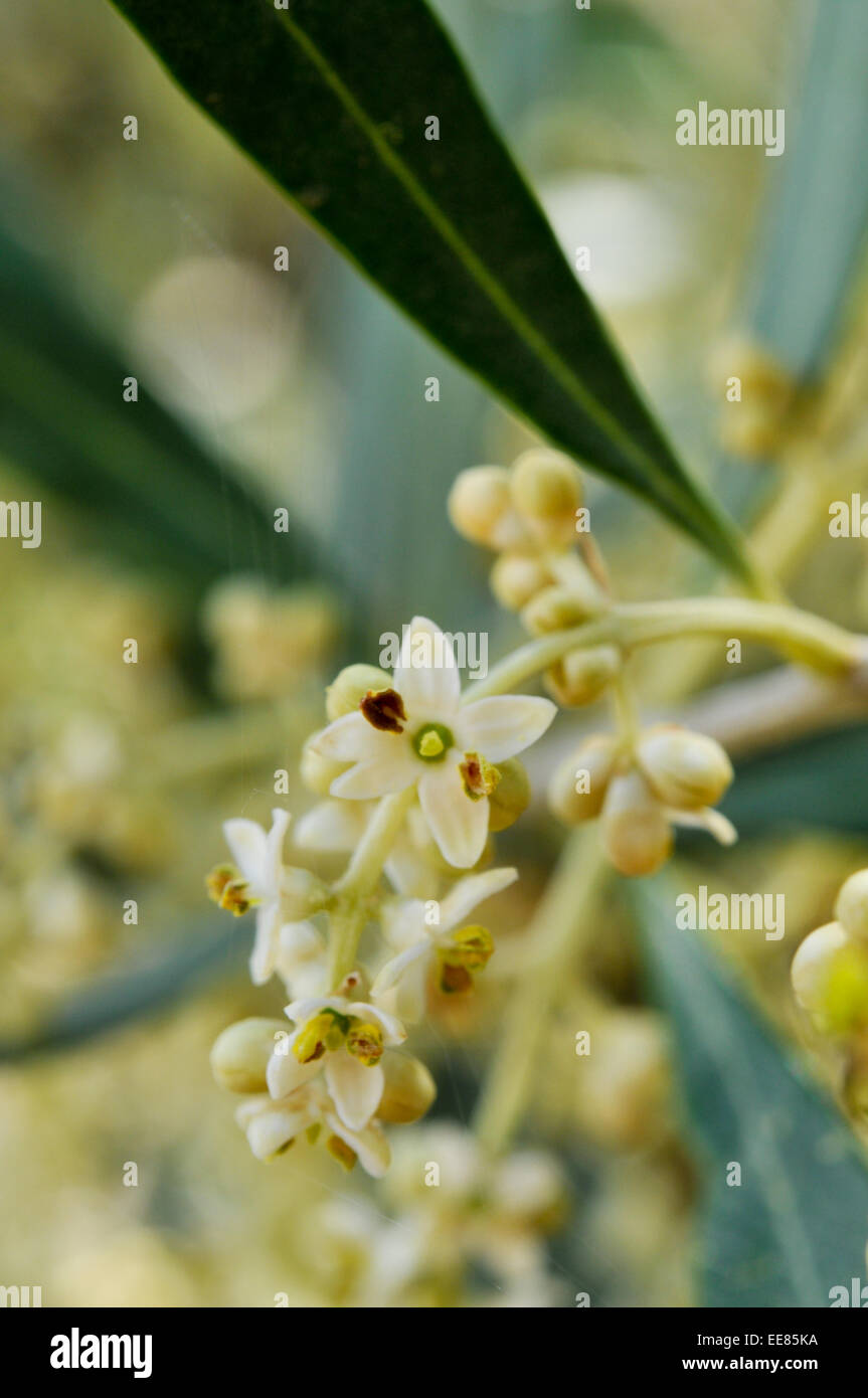 flower of olive tree Stock Photo Alamy