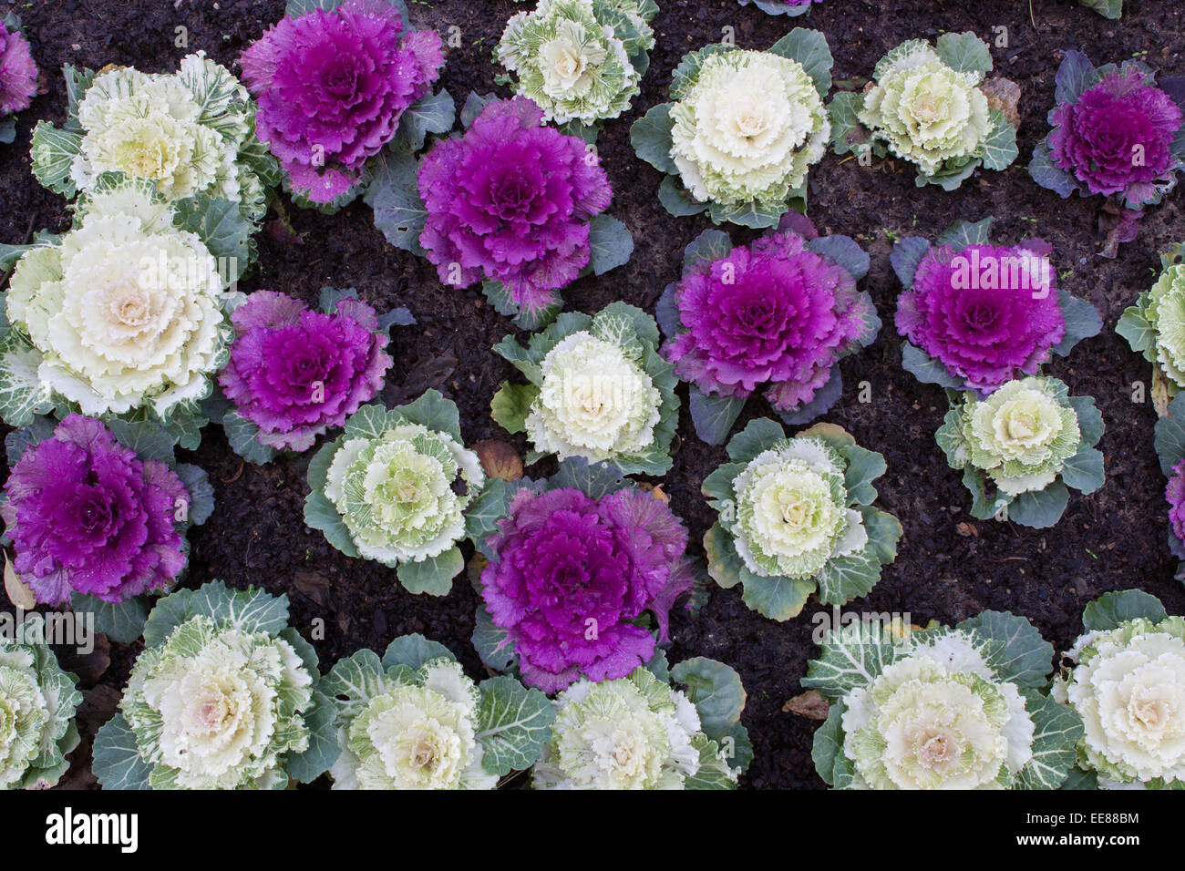Ornamental cabbages (brassica oleracea) growing in a flower bed Stock Photo Alamy