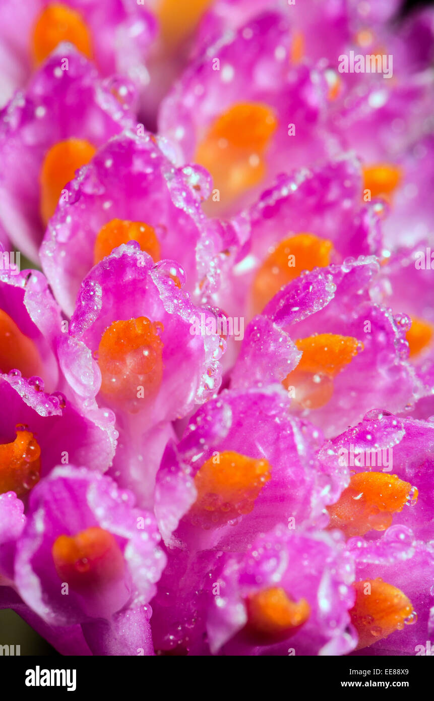 Close up water drops on pink bouquet of Toothbrush Orchid flower or Dendrobium secundum Stock Photo