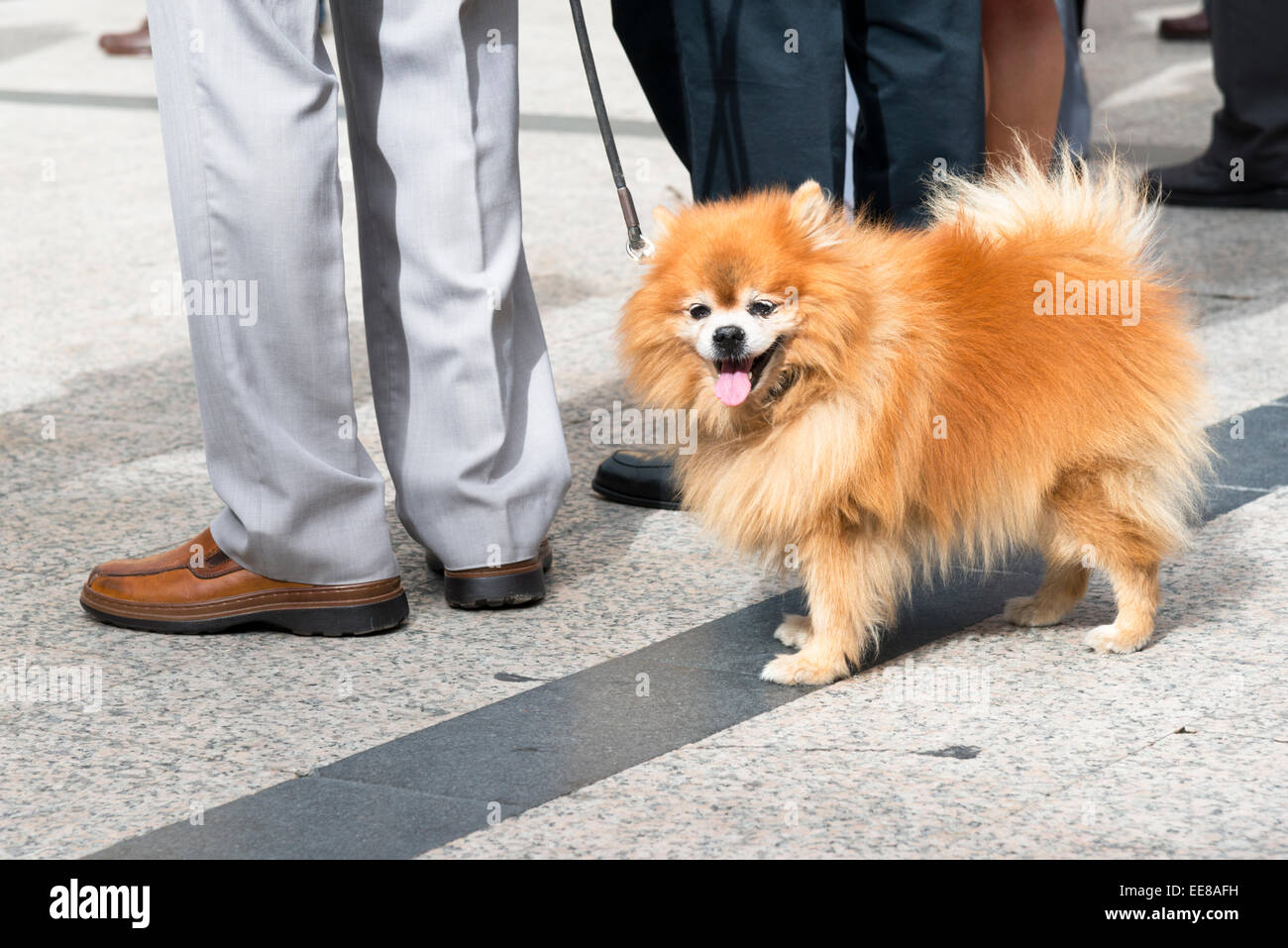 A Pekinese dog on a lead standing behind its owner on a street in Spain Stock Photo