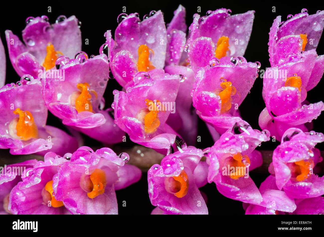 Close up water drops on pink bouquet of Toothbrush Orchid flower or Dendrobium secundum Stock Photo