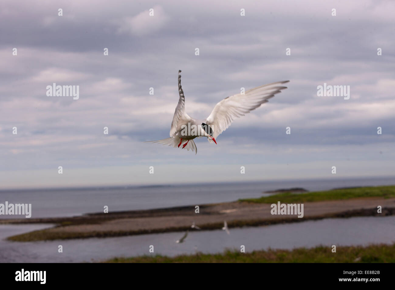 Artic Tern in flight Stock Photo