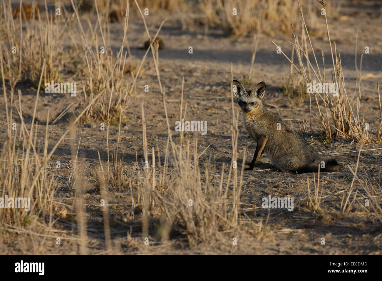 Bat eared Fox Stock Photo