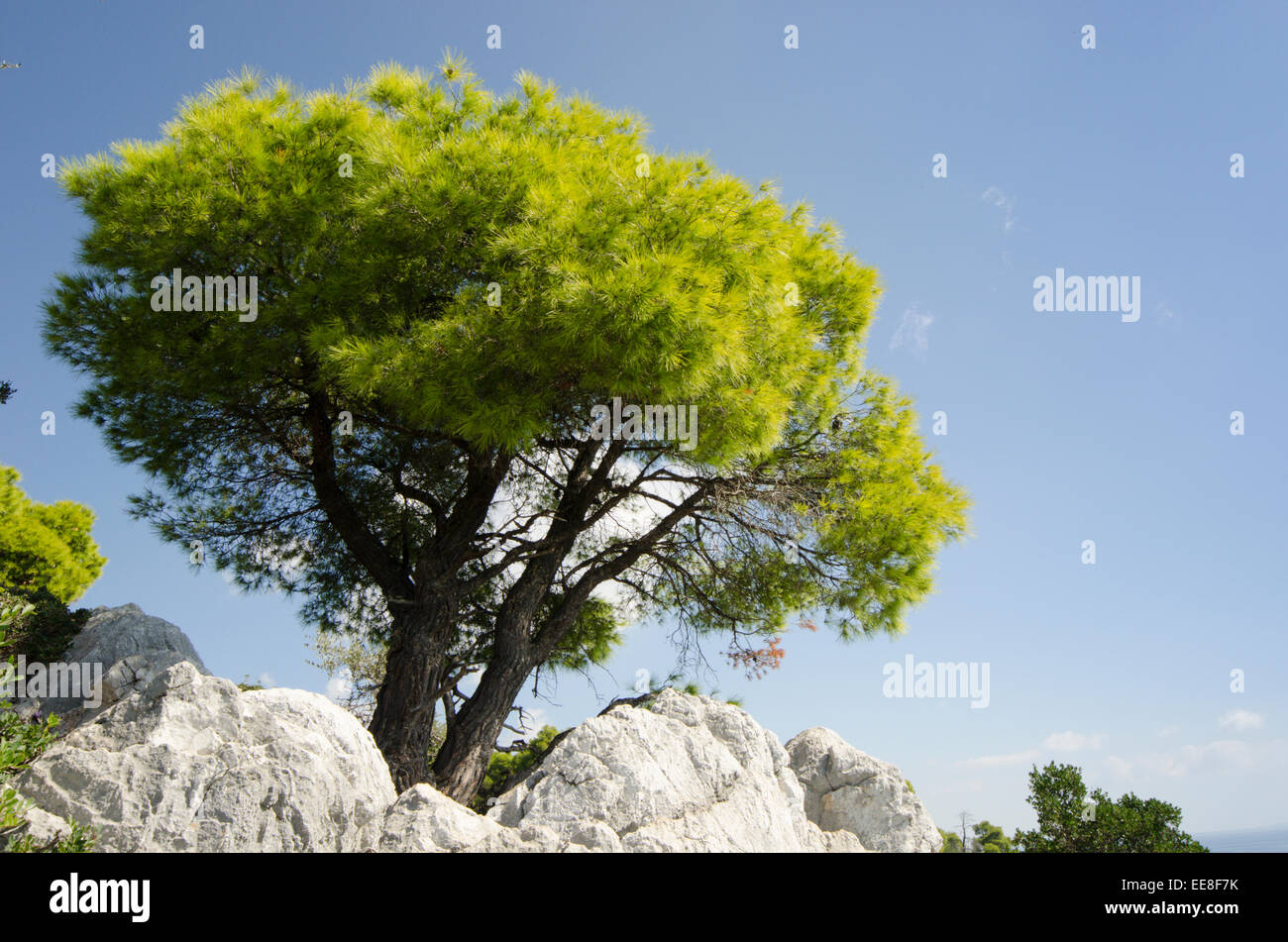 Aleppo pine [Pinus halepensis] Skopelos Greek island. October Stock Photo