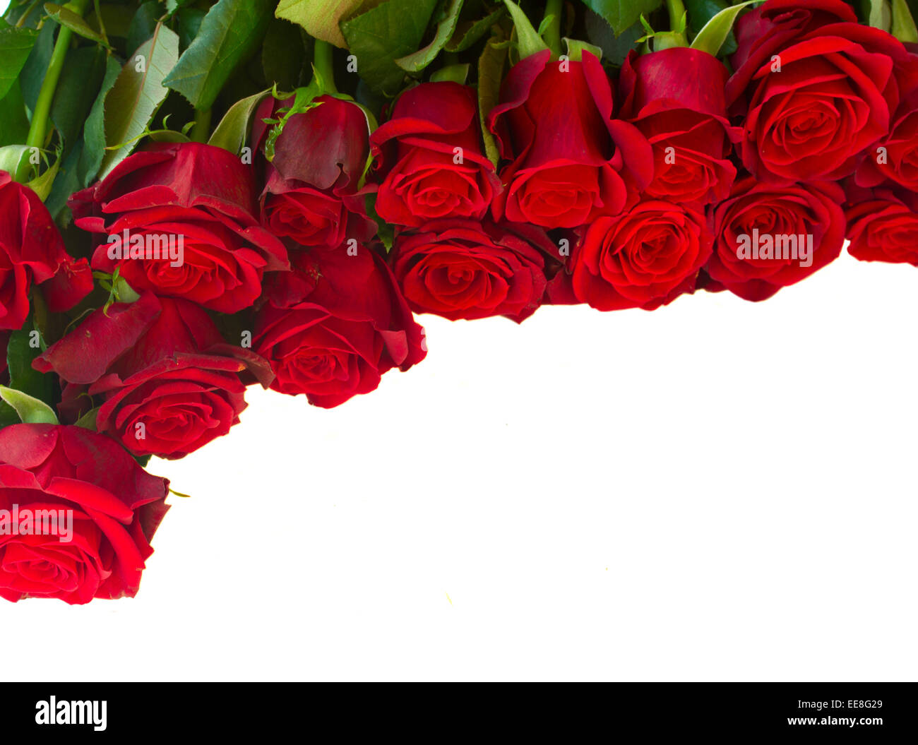 Festive border beautiful red roses hi-res stock photography and images ...