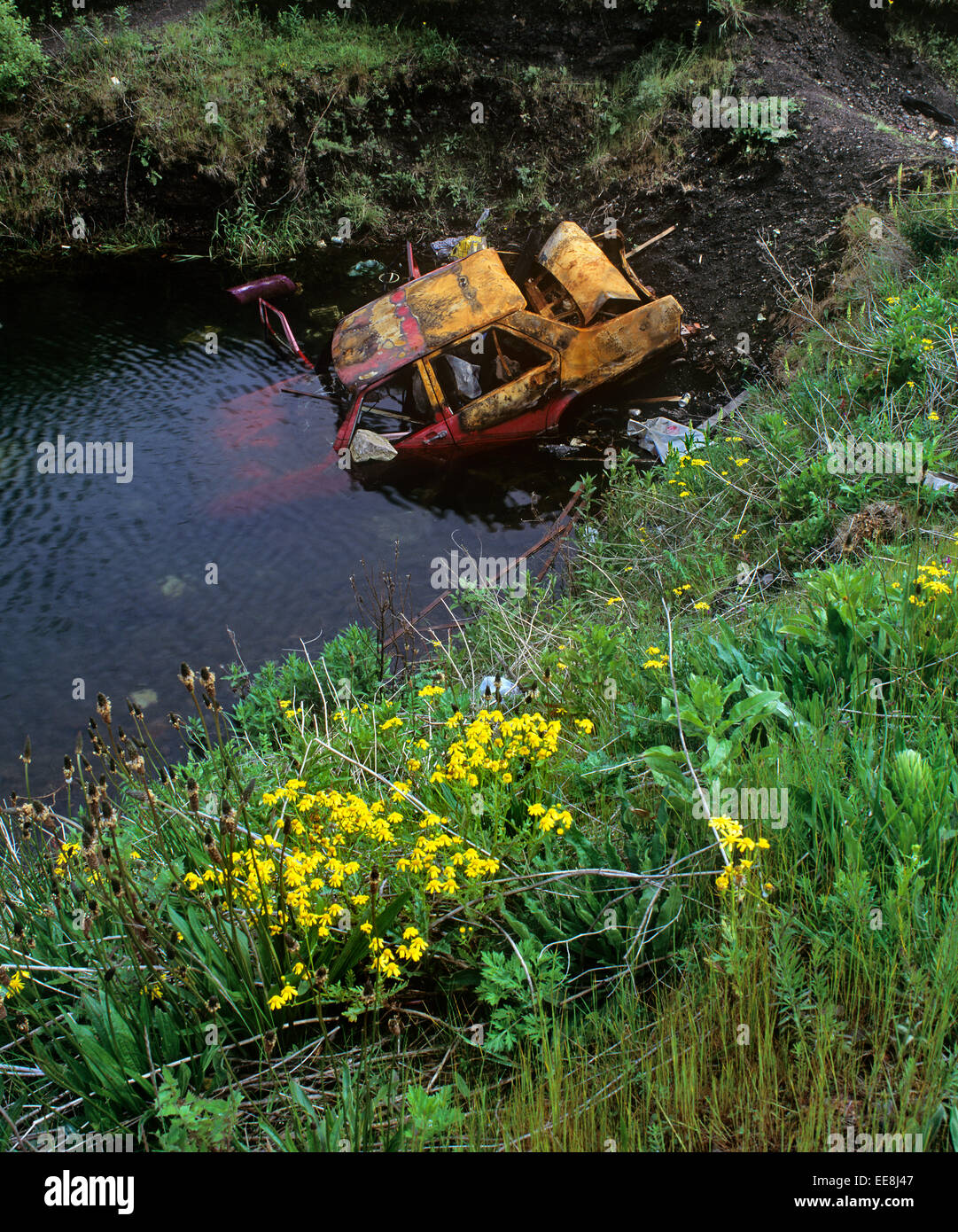 A dumped car in a pond on waste ground near Wigan, Lancashire. Marsh ragwort in the foreground. Stock Photo