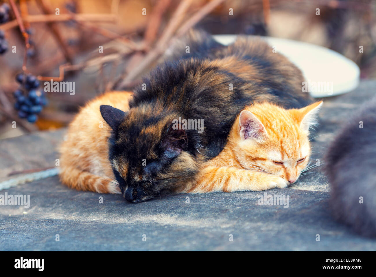 Two british red tabby kittens hi-res stock photography and images - Alamy