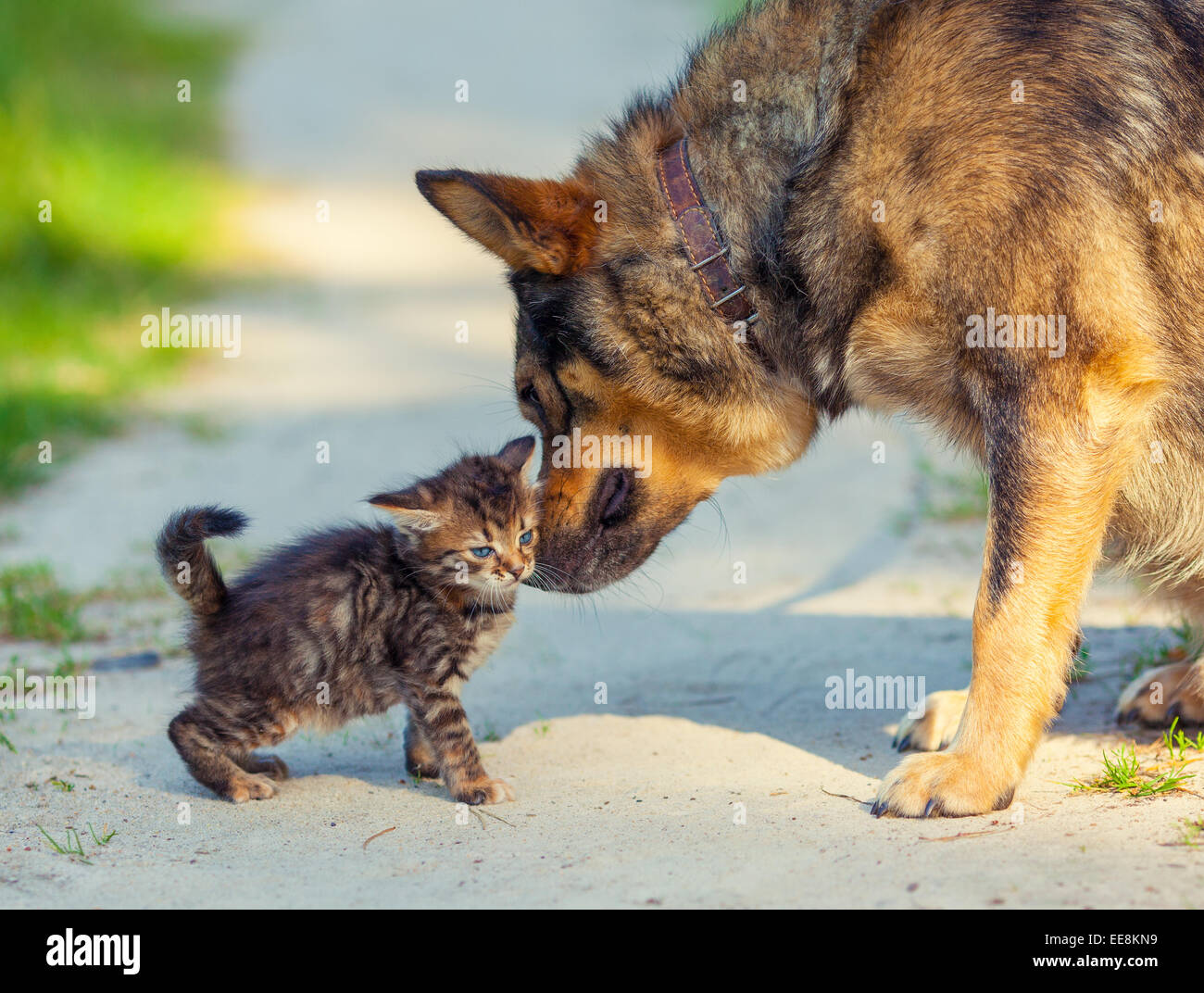 little cat and dog