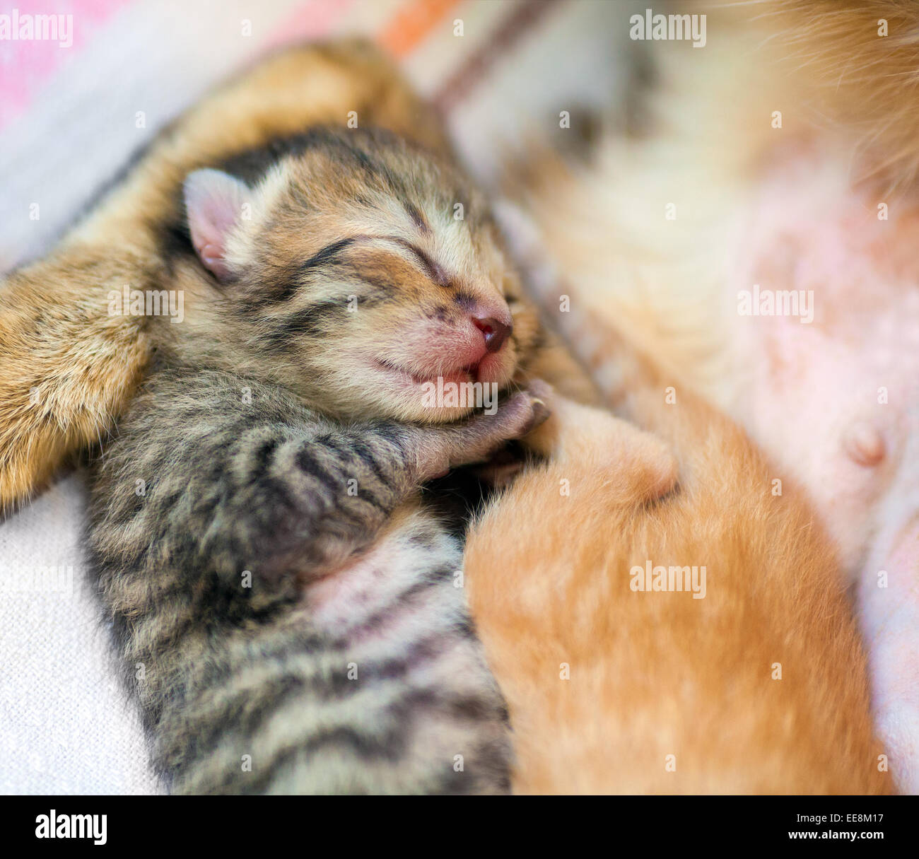 Sleeping newborn kitten Stock Photo Alamy