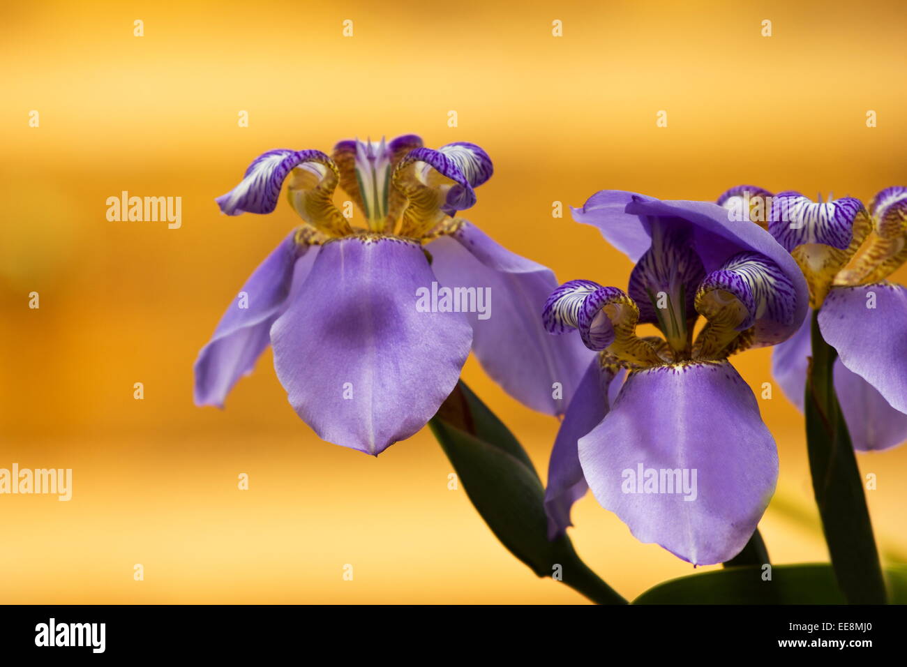 Yellow blue summer flowers hi-res stock photography and images - Alamy