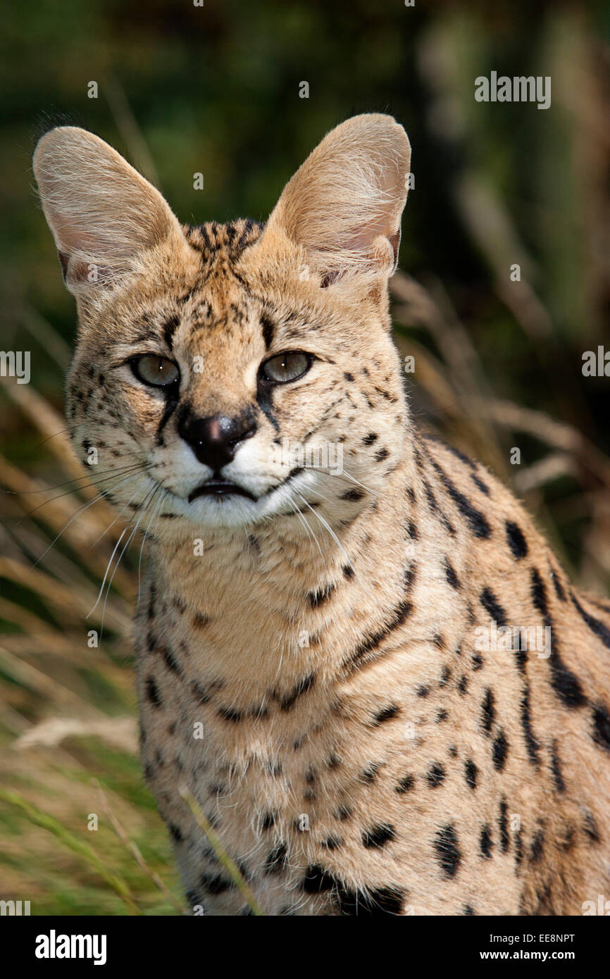 Cat price hires stock photography and images Alamy