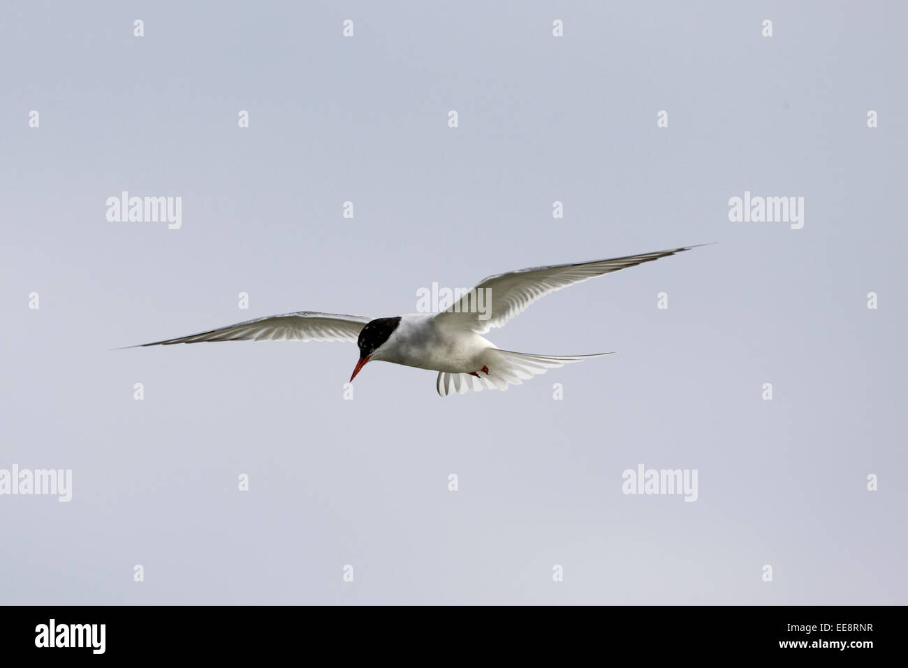Common Tern Stock Photo