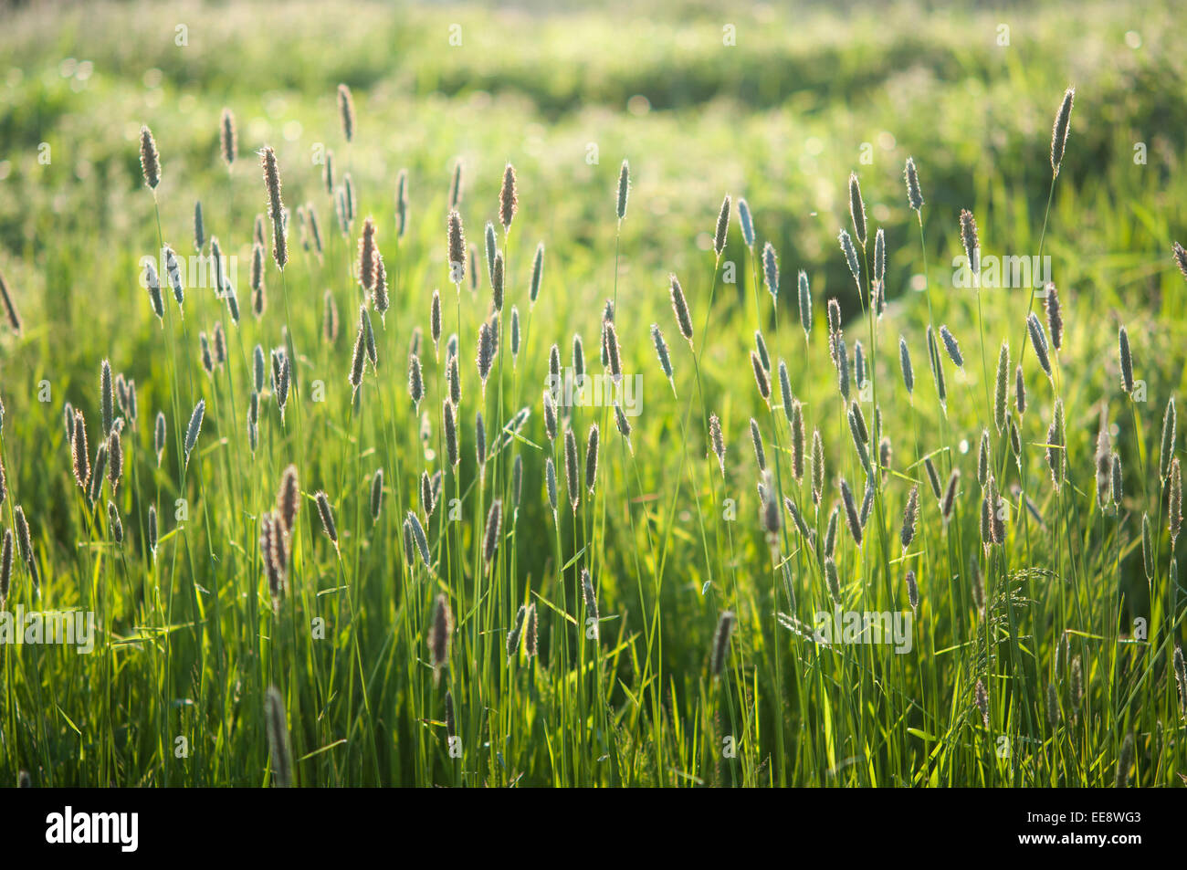 Meadow grasses called Alopecurus pratensis (meadow foxtail grass) in a summer meadow in evening sunlight. Stock Photo