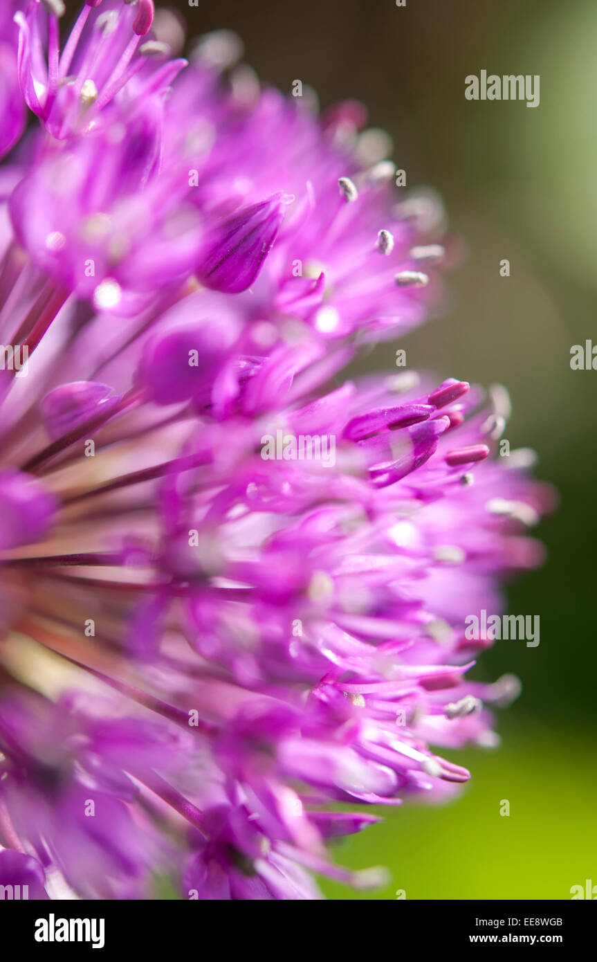 Allium flower in close up with reddish purple flower and soft focus. Stock Photo