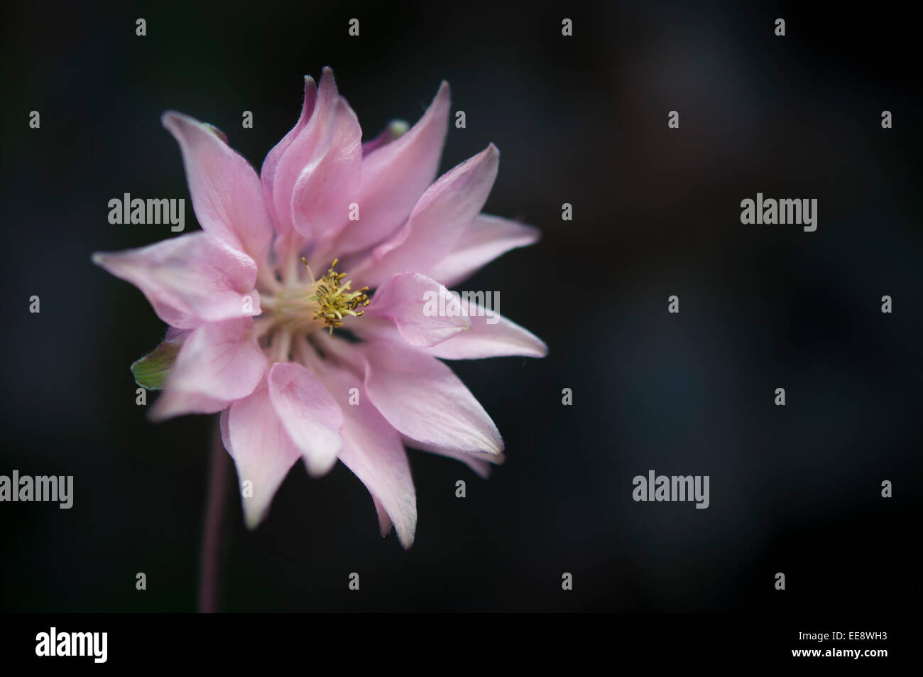 A clematis flowered form of Aquilegia (Granny's Bonnet) with soft pink petals and dark background. Stock Photo
