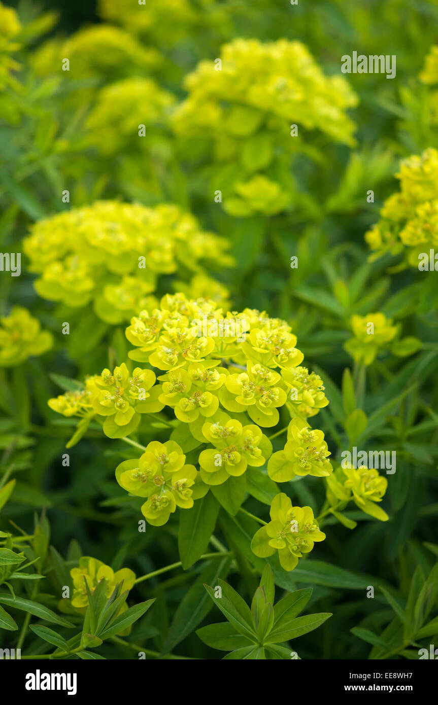 Euphorbia Palustris 'Walenburg's Glorie' with vivid yellow and green flower heads. An early summer garden plant. Stock Photo