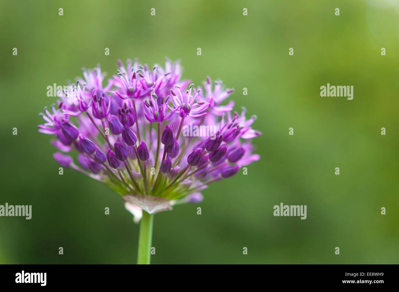 Purple Allium flower head with buds opening. Soft green background. Stock Photo