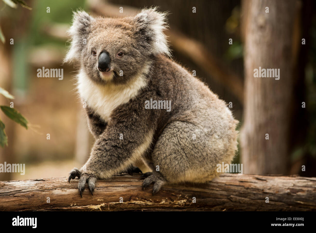 Cleland koala hi-res stock photography and images - Alamy